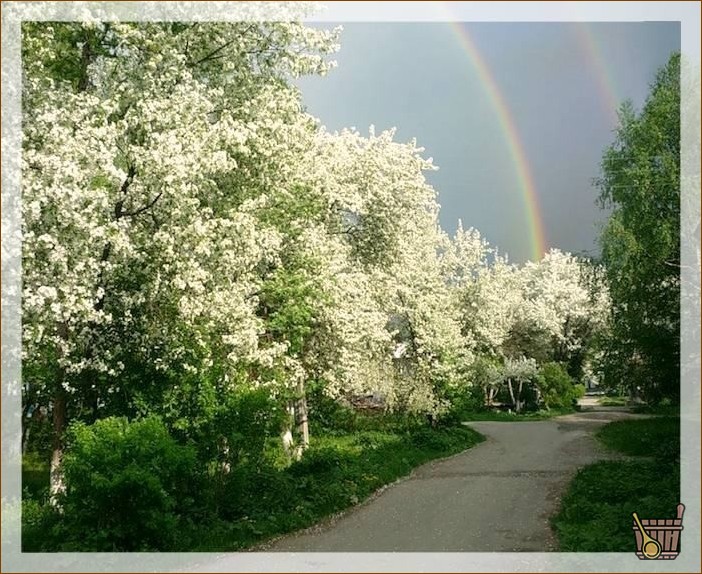 Цветы черемухи