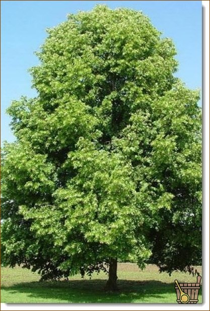 Линден