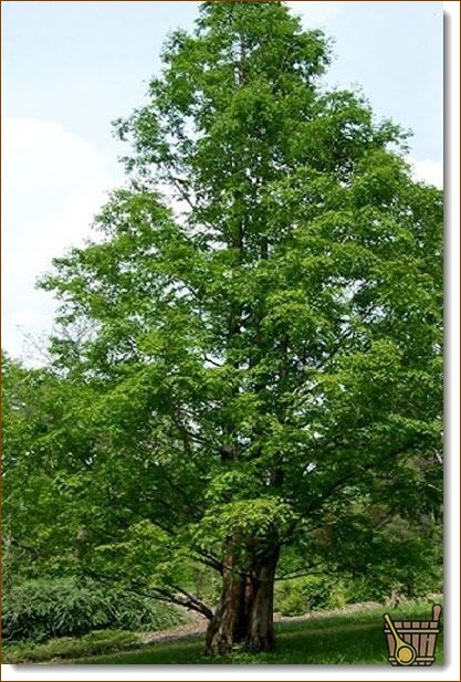Лиственница