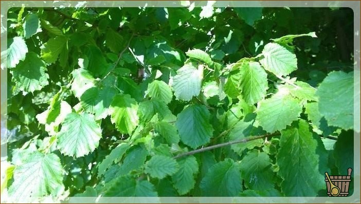 Банный веник из лещины (баня, веник, лещина) Ветки орешника