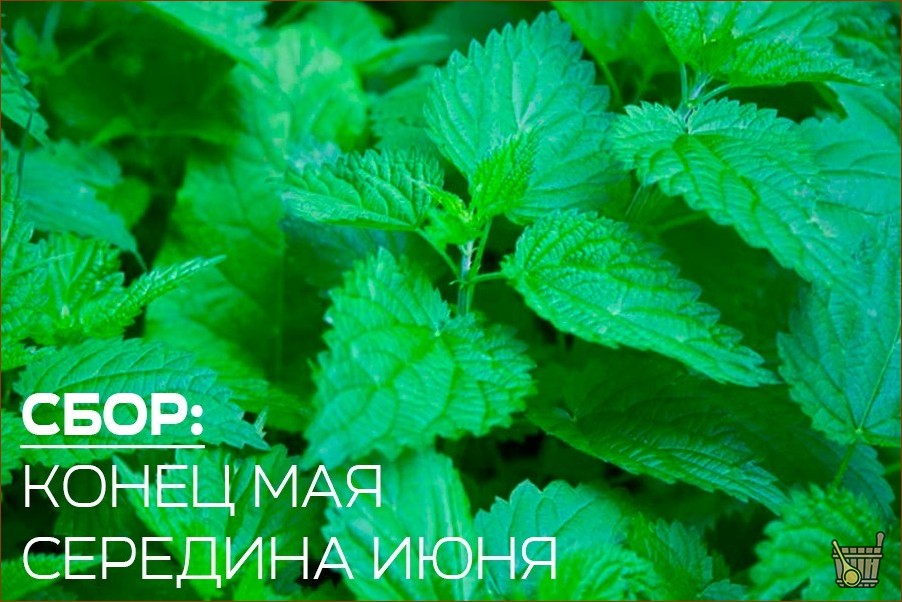 Веник из крапивы для бани: не так страшно, как кажется