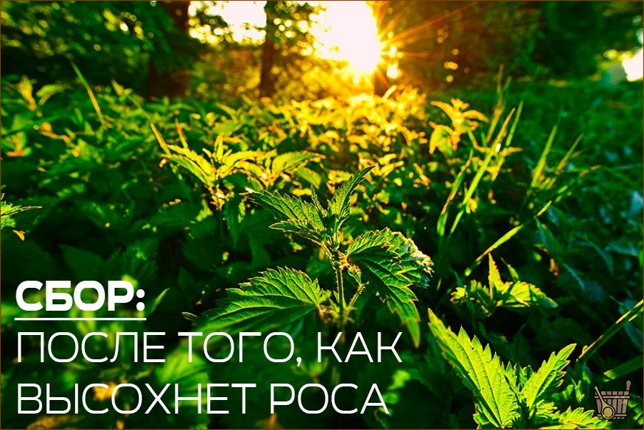 Веник из крапивы для бани: не так страшно, как кажется