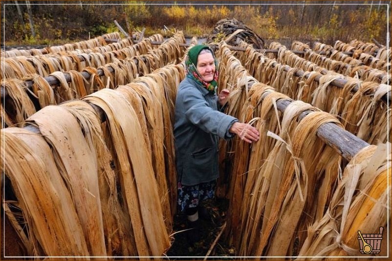 Мочалка для бани: свойства, приготовление, применение (мочалка, мочалка, баня) мочалка сохнет