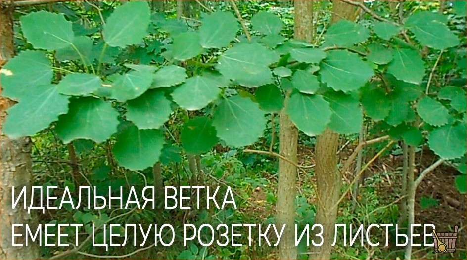 Осиновый веник для бани – не только от нечисти