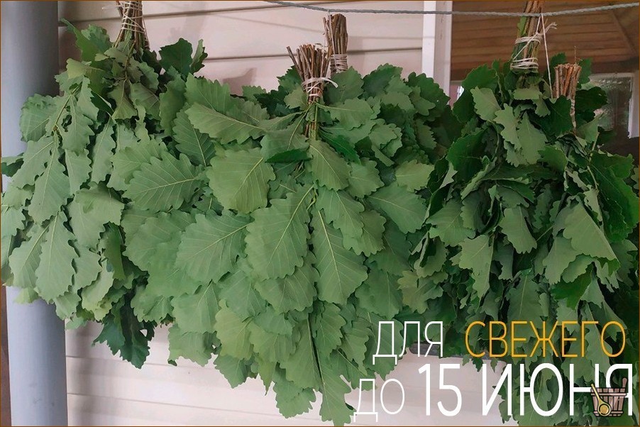 Дубовый веник для бани: все от приготовления до тонкостей запаривания