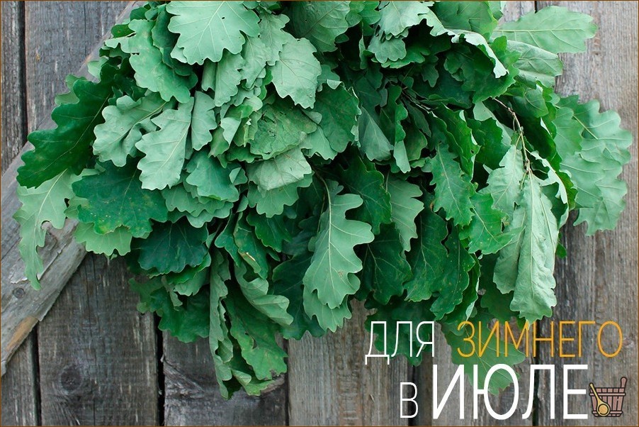 Дубовый веник для бани: все от приготовления до тонкостей запаривания