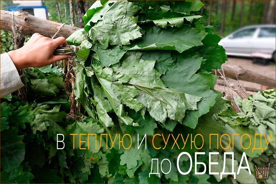Дубовый веник для бани: все от приготовления до тонкостей запаривания