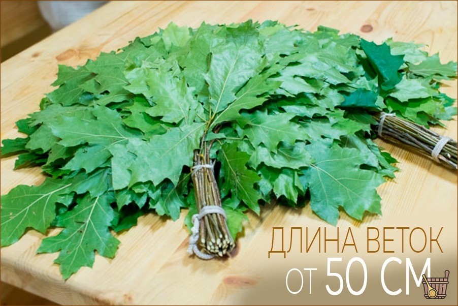 Дубовый веник для бани: все от приготовления до тонкостей запаривания