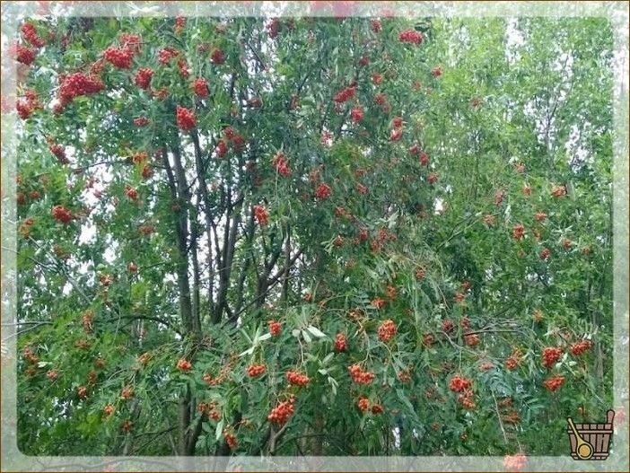 В лесу