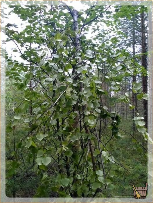Береза