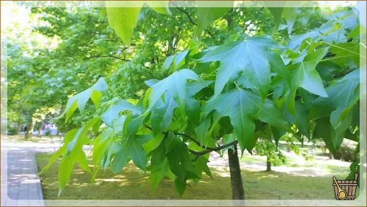 Клен широколистный
