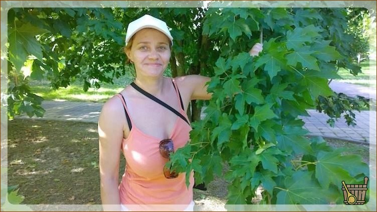 У клена