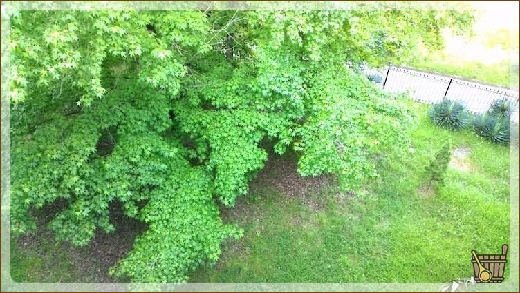 Кленовые ветки