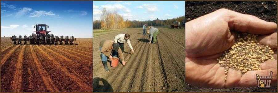 Веник сорго: главный в предбаннике