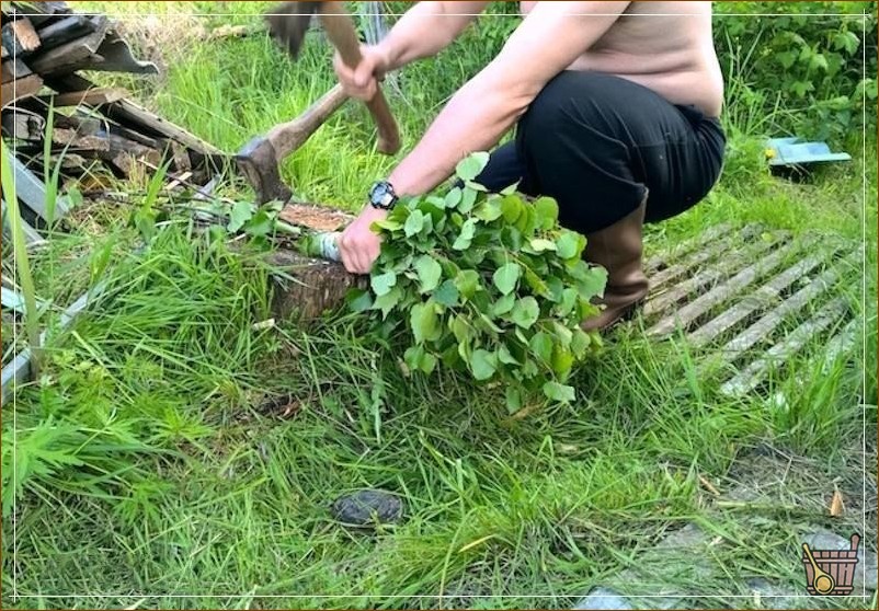 Как связать березовый веник для бани видео (связать, березовый, веник, банный, видео) Березовый веник