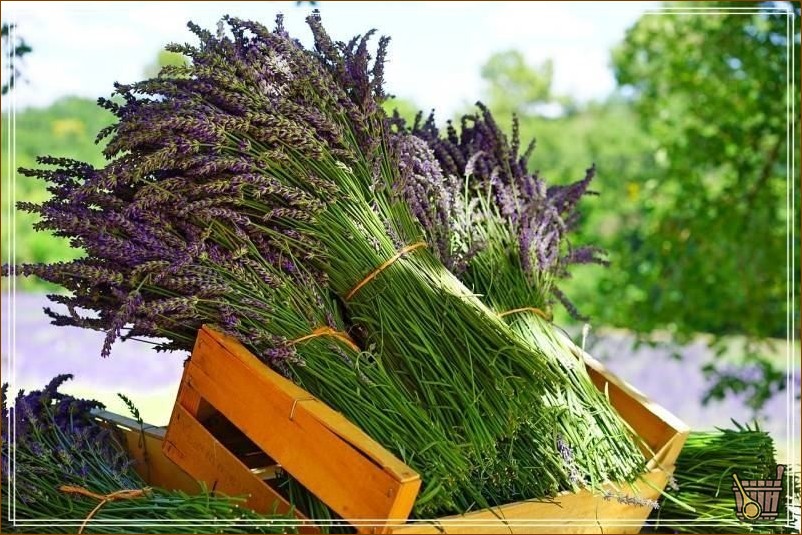 Почему болит голова после бани