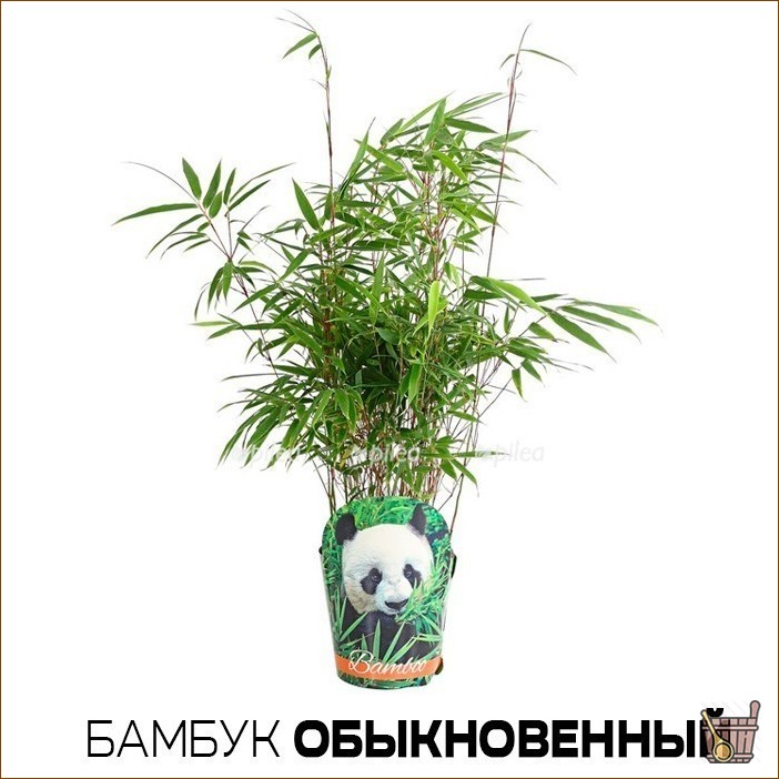 Бамбуковый веник для бани: сочетаем традиции (бамбук, веник, баня) Бамбуковый веник для бани: сочетаем традиции