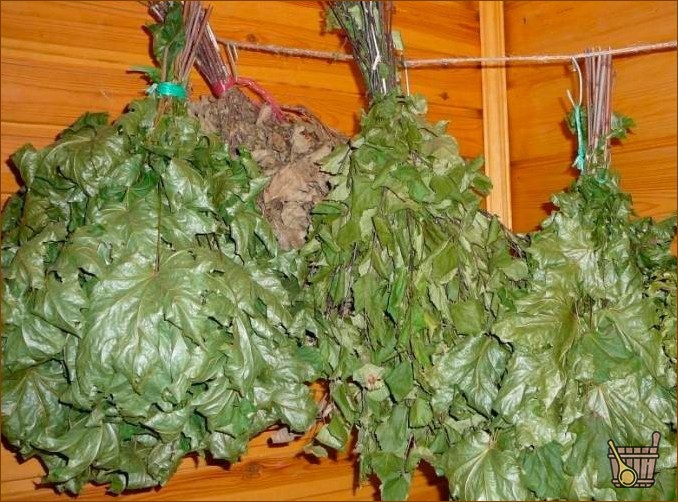 Кленовый веник для бани: нюансы заготовки и запаривания, польза и советы специалистов (клен, веник, бани, нюансы, заготовки) Кленовый веник для бани: нюансы приготовления и запаривания, польза и советы специалистов