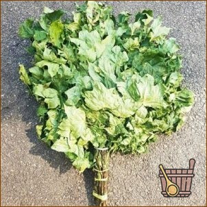 Кленовый веник для бани: нюансы заготовки и запаривания, польза и советы специалистов (клен, веник, бани, нюансы, заготовки) Кленовый веник для бани: нюансы приготовления и запаривания, польза и советы специалистов