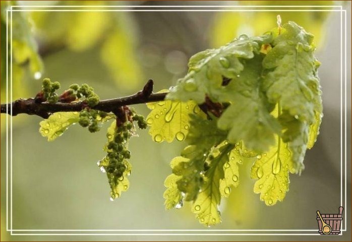 Когда заготавливать дубовые веники для бани