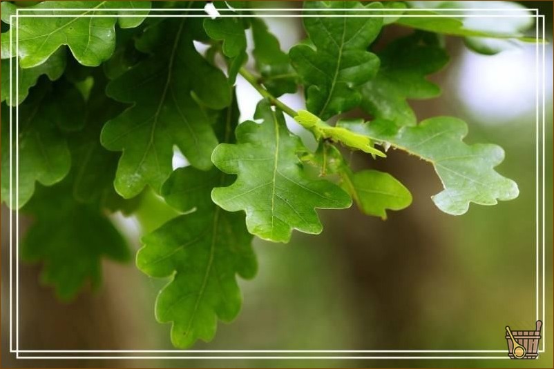 зеленый_список