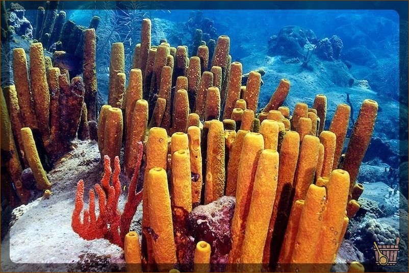 Подушечки для мытья посуды из морских губок