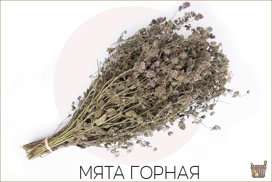 Травяные веники для бани: их состав и особенности, свойства, правила приготовления, запаривания и применения (травяные веники, бани, состав) Травяные веники для бани: их состав и особенности, свойства, правила приготовления, запаривания и применения