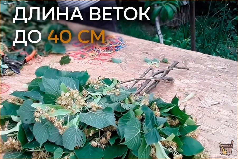 Когда заготавливать веники для сауны: лучшие месяцы для разных видов веников