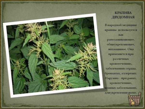 Полезные свойства молодой крапивы
