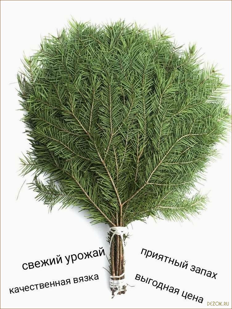 Польза и секреты использования пихтового веника для бани