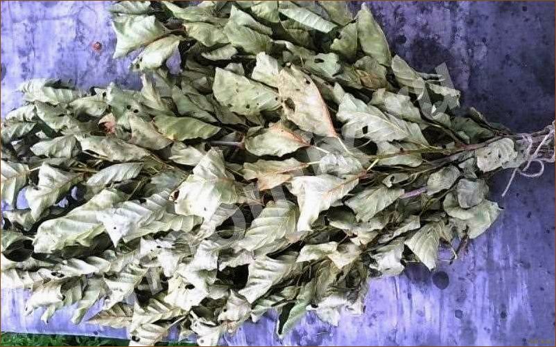 Польза и особенности веника из ольхи для банных процедур