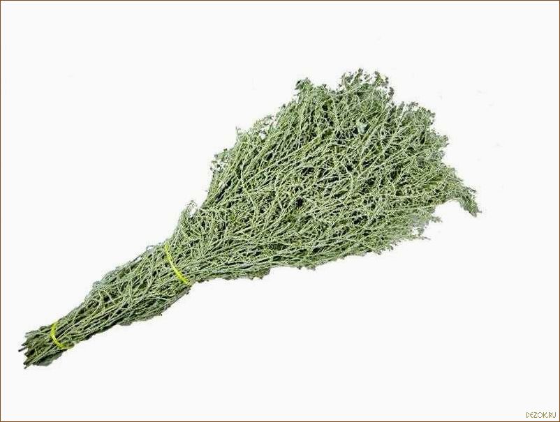 (польза, веника, полыни, бани) Польза веника из полыни для бани